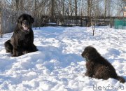 Превью фото № 175012