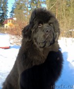 Превью фото № 175060