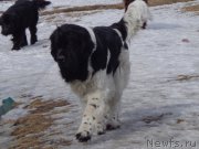 Превью фото № 175063