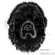 Превью фото № 175078