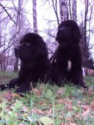 Превью фото № 175193