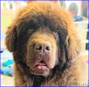 Превью фото № 175306