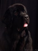 Превью фото № 175379