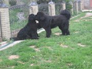 Превью фото № 175448