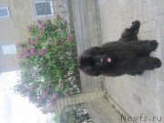 Превью фото № 175461