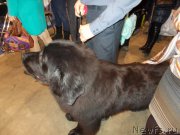 Превью фото № 175470