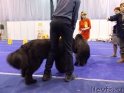 Превью фото № 175471