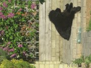 Превью фото № 175475