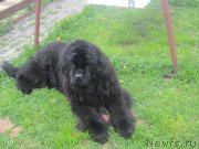 Превью фото № 175477