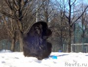 Превью фото № 175489