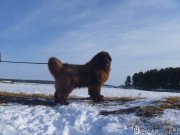 Превью фото № 175508