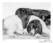 Превью фото № 175532