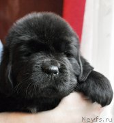 Превью фото № 175742