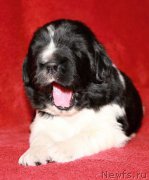 Превью фото № 175763