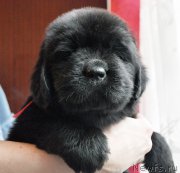 Превью фото № 175780