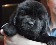 Превью фото № 175790