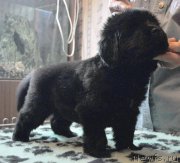 Превью фото № 175793