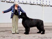 Превью фото № 175795