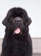 Превью фото № 175796