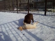 Превью фото № 175809