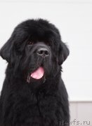 Превью фото № 175812