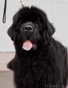 Превью фото № 175814