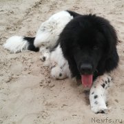 Превью фото № 175837