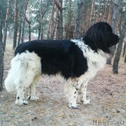 Превью фото № 175839