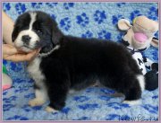 Превью фото № 175852