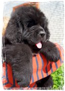 Превью фото № 175862