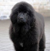 Превью фото № 175923