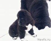 Превью фото № 175933