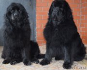 Превью фото № 175960