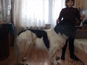 Превью фото № 176076