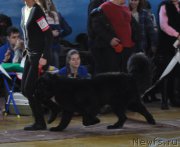 Превью фото № 176141