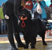 Превью фото № 176142