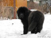 Превью фото № 176157