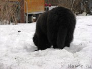 Превью фото № 176158