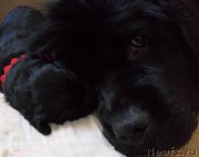 Превью фото № 176161