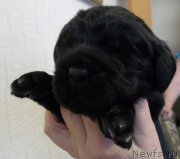 Превью фото № 176165