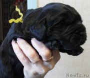 Превью фото № 176168