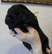 Превью фото № 176169