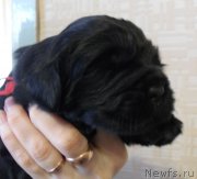 Превью фото № 176171