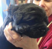 Превью фото № 176175