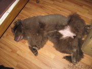 Превью фото № 176184