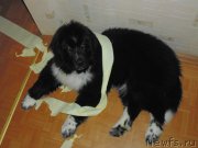 Превью фото № 176195