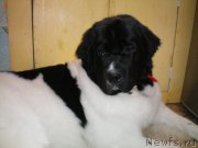 Превью фото № 176226