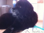 Превью фото № 176272