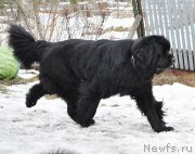 Превью фото № 176274