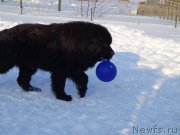Превью фото № 176290